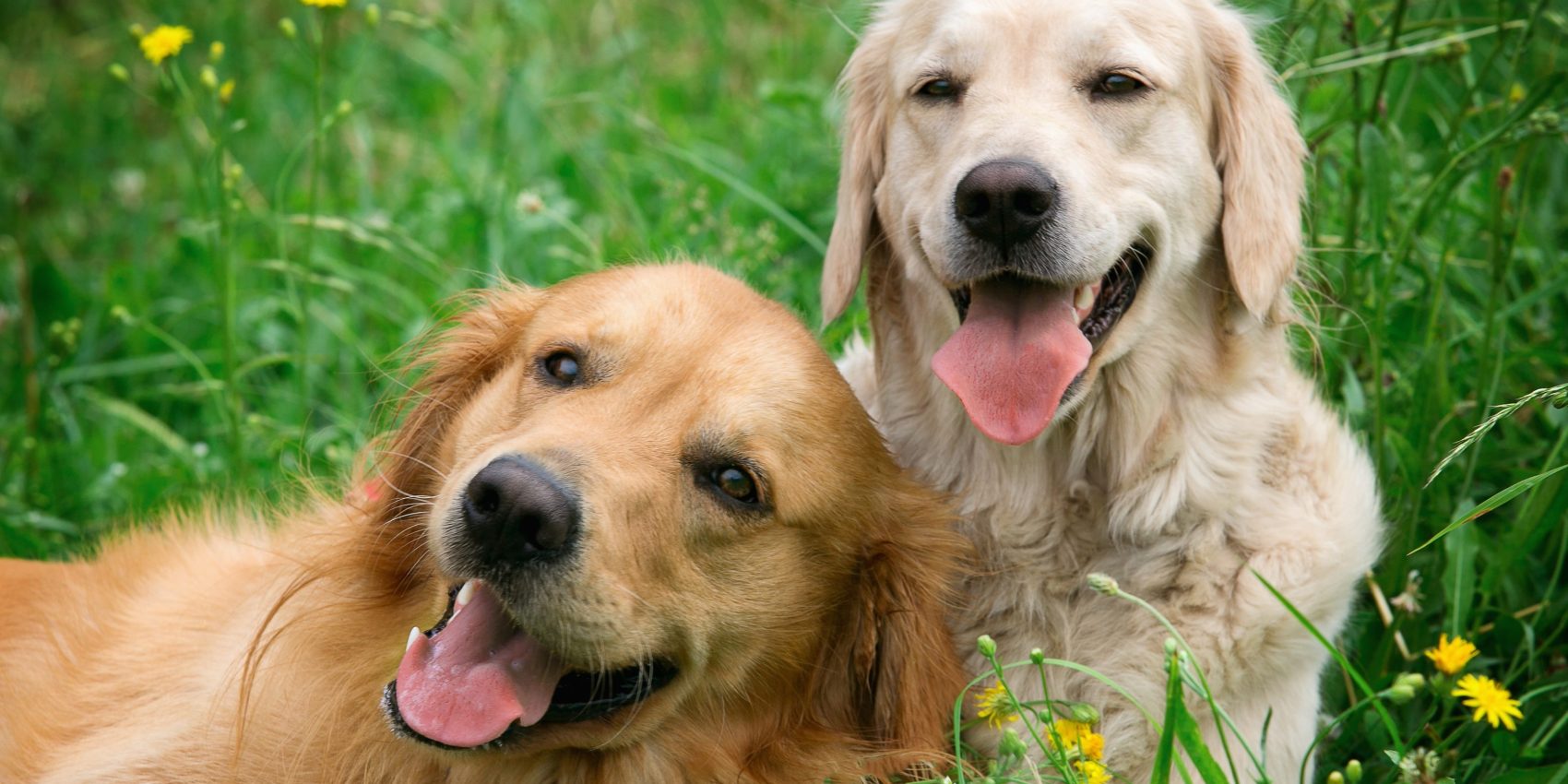 Caninsulin.com Portrait of two young dogs playing in the meadow