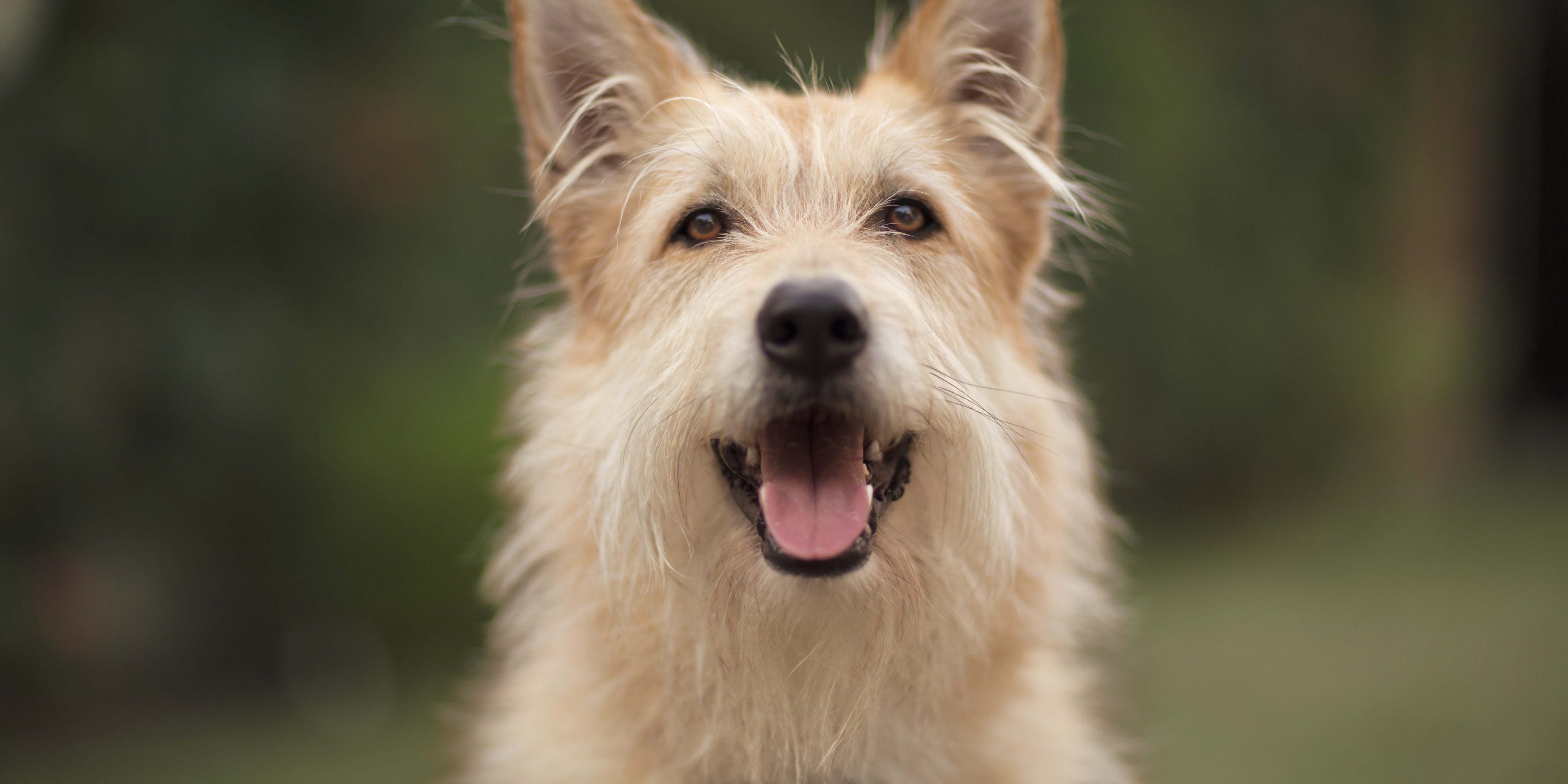 Caninsulin.com dog smiling