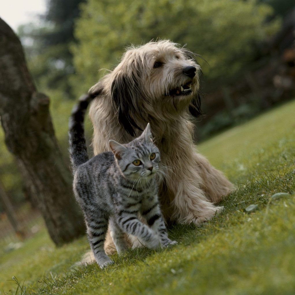 Caninsulin.com dog and cat walking